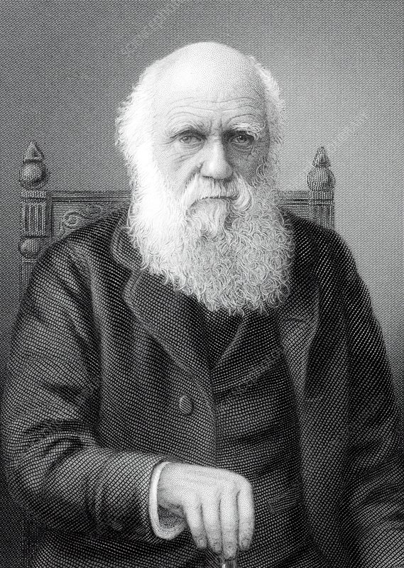 Home 1879 charles darwin steel engraving crop